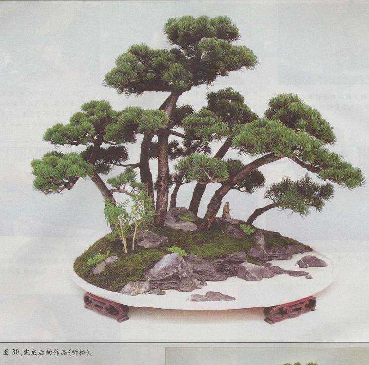 图解 水旱五针松盆景怎么创作的30个过程