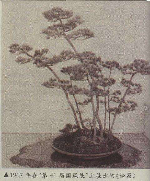 五针松盆景作品《松籁》所描绘的风景