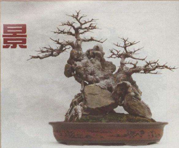 浅释怎么制作天然树石盆景的3个方法