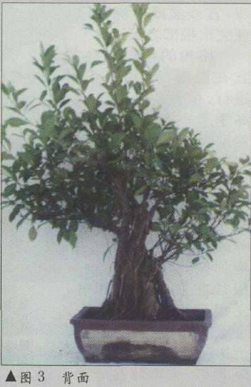 图解 榕树盆景怎么八年成型的6个步骤