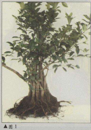 图解 榕树盆景怎么八年成型的6个步骤