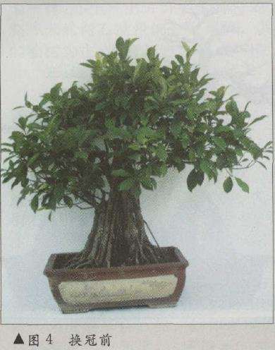 图解 榕树盆景怎么八年成型的6个步骤