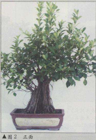 图解 榕树盆景怎么八年成型的6个步骤