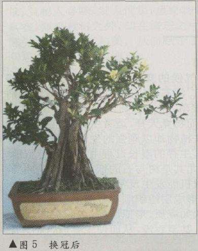 图解 榕树盆景怎么八年成型的6个步骤