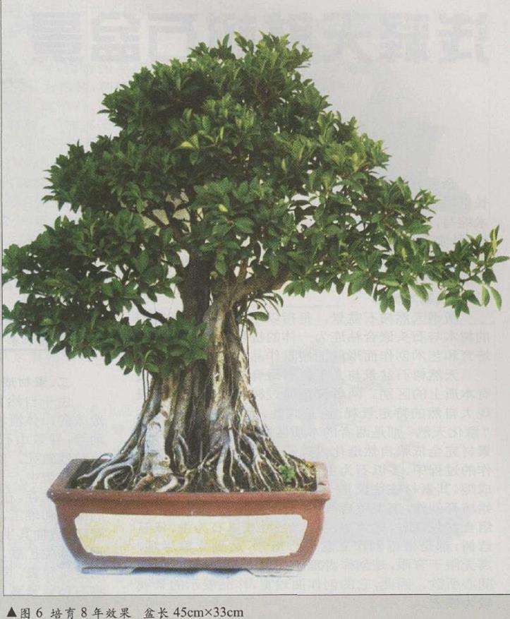 图解 榕树盆景怎么八年成型的6个步骤
