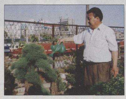 郑州铁路分局的盆景爱好者 赵留群