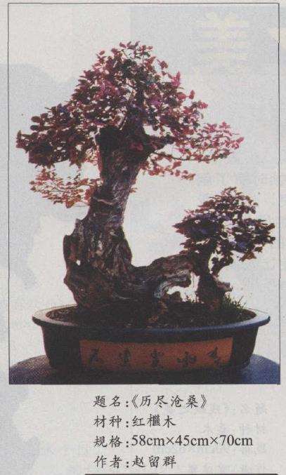 郑州铁路分局的盆景爱好者 赵留群