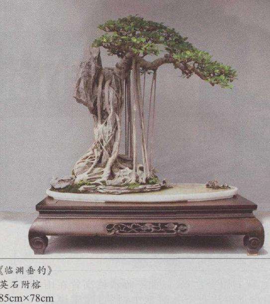 康日照榕树盆景作品《临渊垂钓》 图片