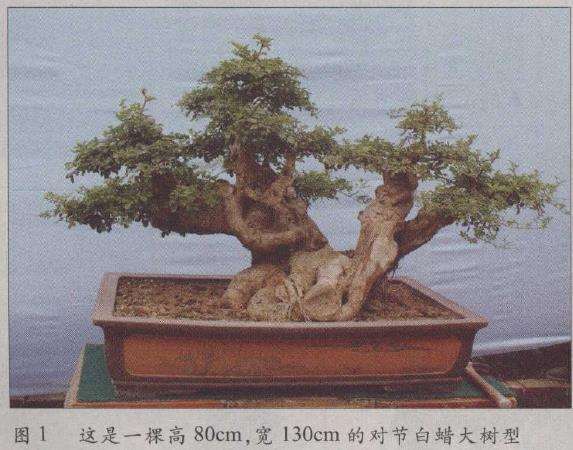 图解 荆州凯宇盆景园怎么改作对节白蜡的方法