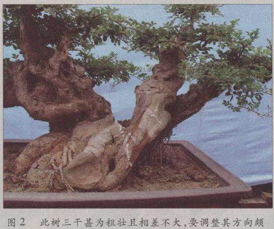 图解 荆州凯宇盆景园怎么改作对节白蜡的方法