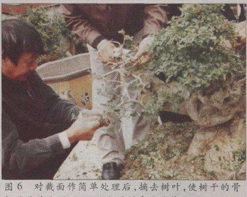 图解 荆州凯宇盆景园怎么改作对节白蜡的方法