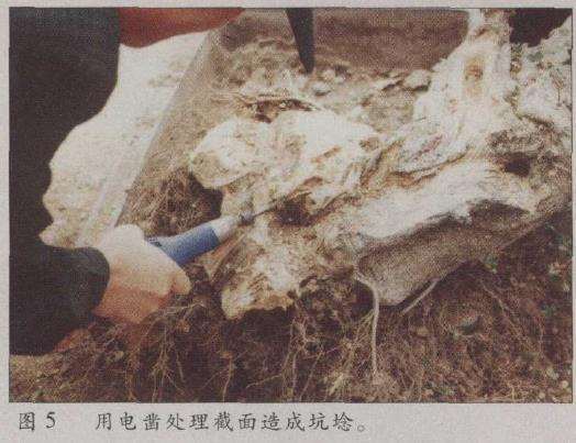 图解 荆州凯宇盆景园怎么改作对节白蜡的方法