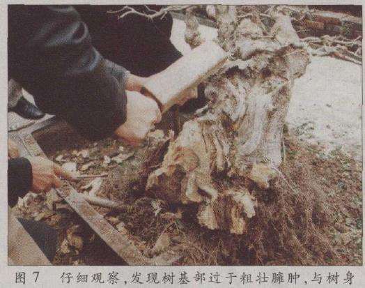 图解 荆州凯宇盆景园怎么改作对节白蜡的方法