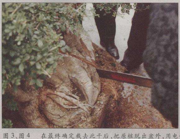 图解 荆州凯宇盆景园怎么改作对节白蜡的方法