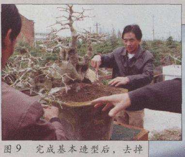 图解 荆州凯宇盆景园怎么改作对节白蜡的方法