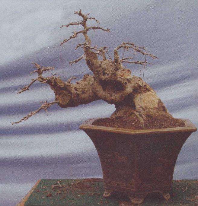 图解 荆州凯宇盆景园怎么改作对节白蜡的方法