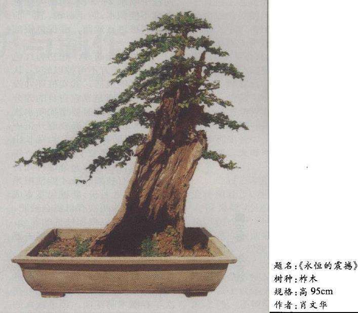 柞木盆景《永恒的震撼》培育小记