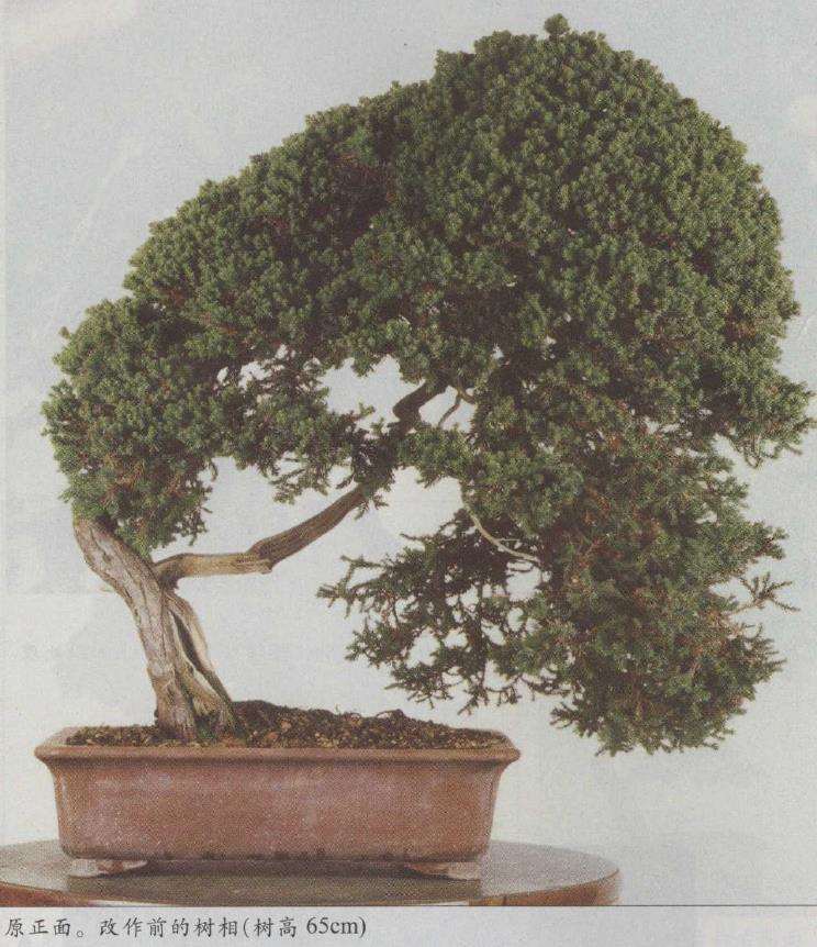 图解 真柏文人树盆景怎么创作的17个步骤