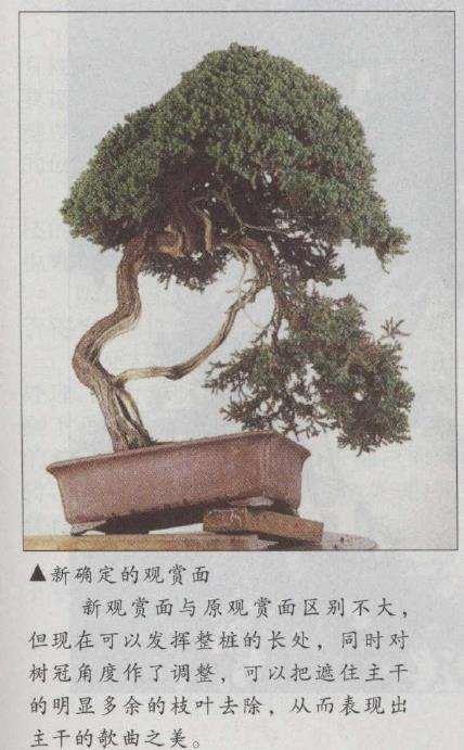 图解 真柏文人树盆景怎么创作的17个步骤