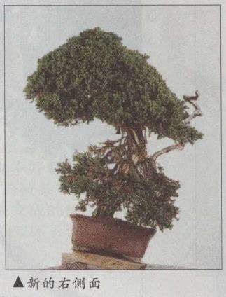 图解 真柏文人树盆景怎么创作的17个步骤