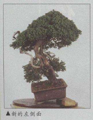 图解 真柏文人树盆景怎么创作的17个步骤