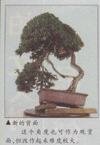图解 真柏文人树盆景怎么创作的17个步骤