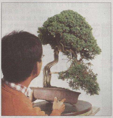 图解 真柏文人树盆景怎么创作的17个步骤