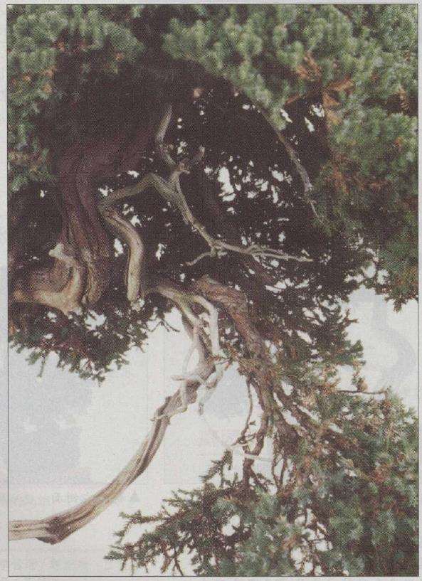 图解 真柏文人树盆景怎么创作的17个步骤