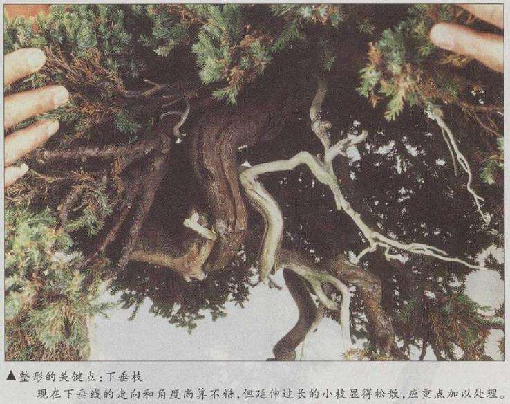 图解 真柏文人树盆景怎么创作的17个步骤