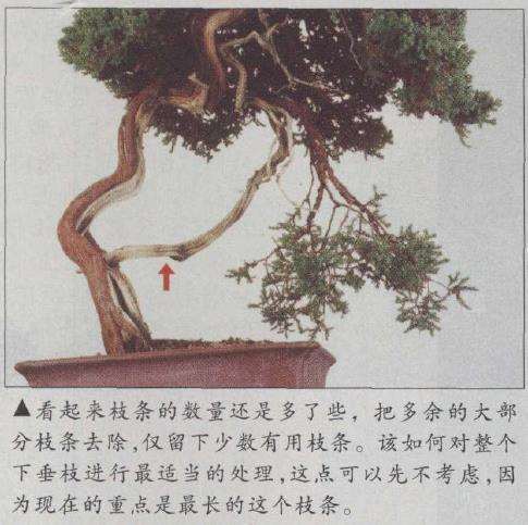 图解 真柏文人树盆景怎么创作的17个步骤