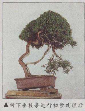 图解 真柏文人树盆景怎么创作的17个步骤