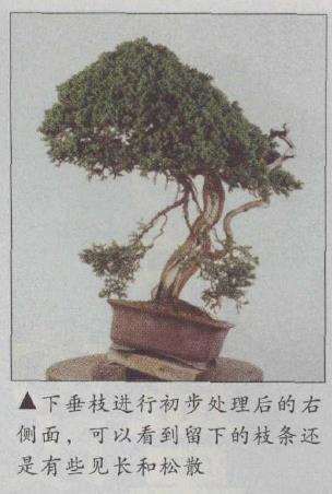 图解 真柏文人树盆景怎么创作的17个步骤