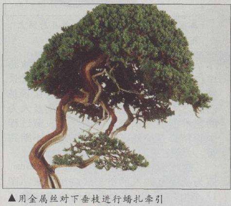 图解 真柏文人树盆景怎么创作的17个步骤