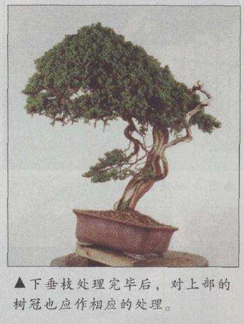 图解 真柏文人树盆景怎么创作的17个步骤