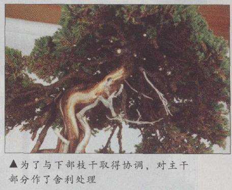 图解 真柏文人树盆景怎么创作的17个步骤