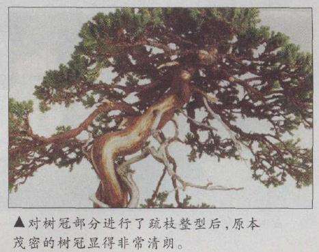 图解 真柏文人树盆景怎么创作的17个步骤