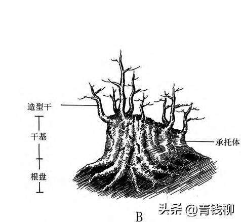 图解 一本丛林型盆景特殊的5个树体结构