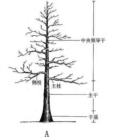 图解 一本丛林型盆景特殊的5个树体结构