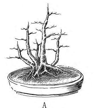 图解 一本丛林型盆景特殊的5个树体结构