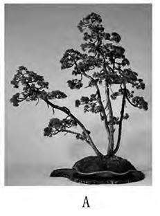 图解 一本丛林型盆景及与相关类型盆景的3个界定