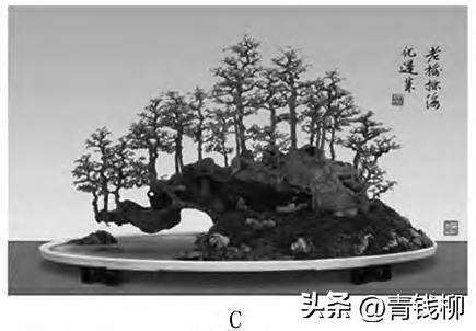 图解 一本丛林型盆景及与相关类型盆景的3个界定