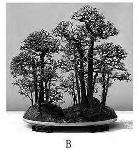 图解 一本丛林型盆景及与相关类型盆景的3个界定