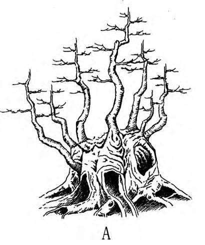 图解 一本丛林型盆景的3个创作形式