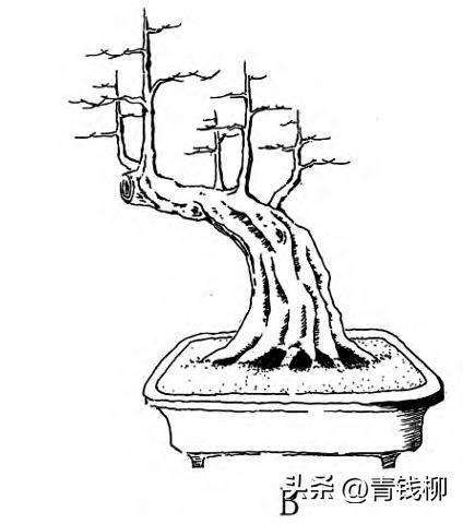 图解 一本丛林型盆景的3个创作形式