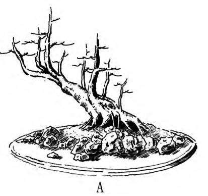 图解 一本丛林型盆景的3个创作形式