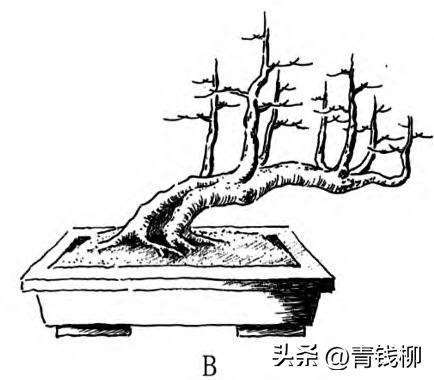 图解 一本丛林型盆景的3个创作形式