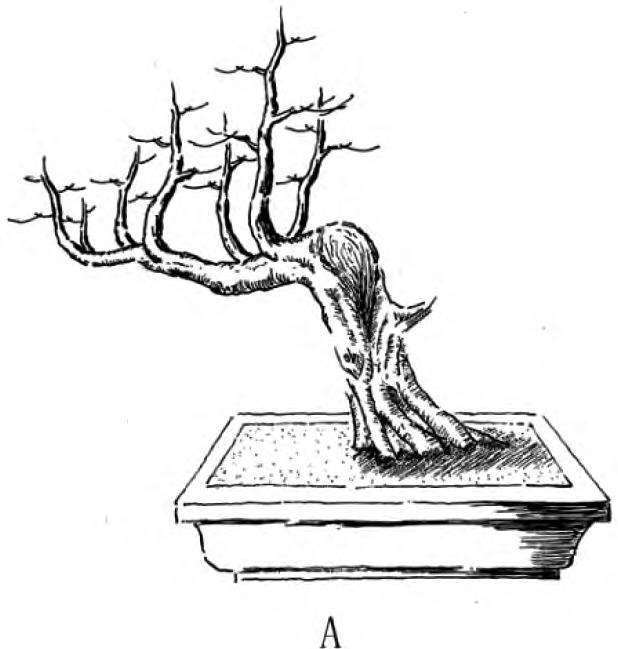 图解 一本丛林型盆景的3个创作形式