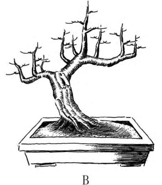 图解 一本丛林型盆景的3个创作形式