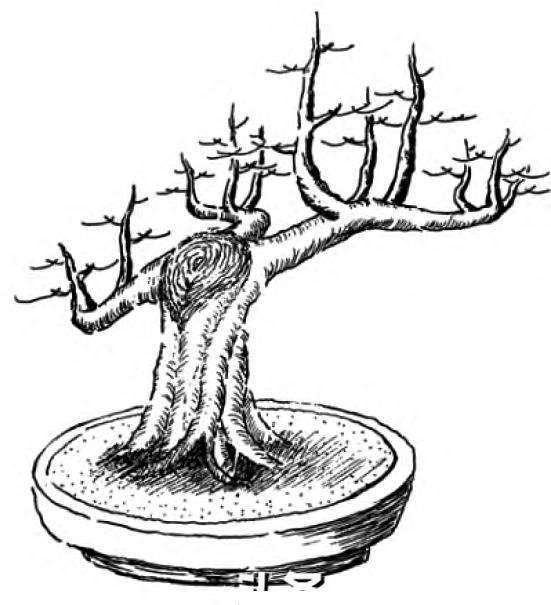 图解 一本丛林型盆景的3个创作形式