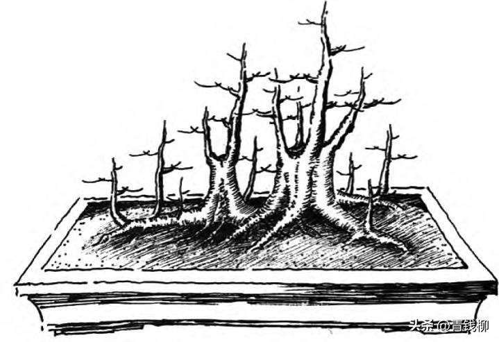 图解 一本丛林型盆景的3个创作形式